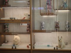 -翊宠yipet猫狗购宠庄园犬舍•猫舍