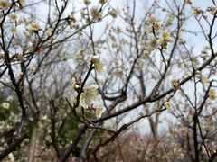 -新虹桥中心花园