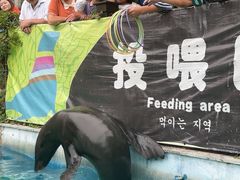 -灵玲国际马戏城