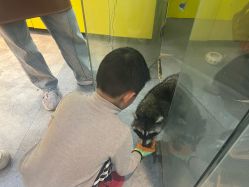 -神奇动物撸宠馆·羊驼·小浣熊·异宠(豫园店)