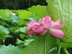 -陈家山荷花公园