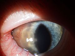 -爱侣宠医·鹦鹉专科·小型哺乳类·异宠专科(灵石路店)