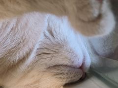 -楼上猫咖(罗湖店)
