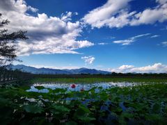 -野鸭湖国家湿地公园