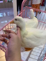 -Moni星球萌宠·小马宝莉·灵蛇·高端高阶全萌宠互动体验俱乐部(红豆国际广场店)