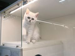 -lincat·猫舍(广州店)