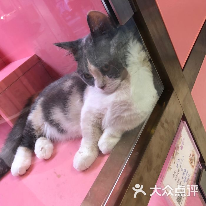猫小院的宠物店