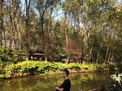 -合肥滨湖国家森林公园