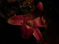 android_upload_pic-花马天堂云南餐厅 Lost Heaven(高邮路店)