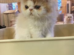-猫的茶·猫咖