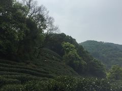 -龙井村