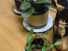 -813芭依珊 BAESAn(皇冠十畝地店)