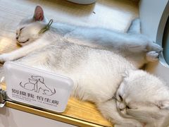 -PETKIT 小佩宠物·德文赛凯猫舍