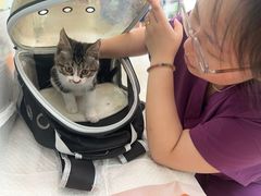 -纳吉亚猫专科动物医院·北北分院