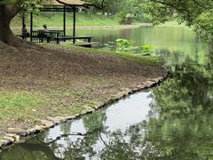 -上海共青森林公园