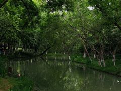 -青枫公园
