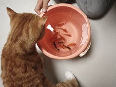 -bluefrog蓝蛙(水游城店)