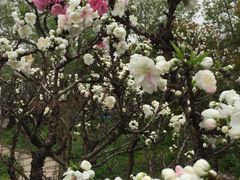 -南汇桃花村