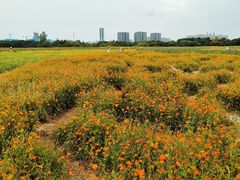 -长广溪湿地公园