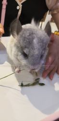 -Moni星球萌宠·小马宝莉·灵蛇·高端高阶全萌宠互动体验俱乐部(红豆国际广场店)