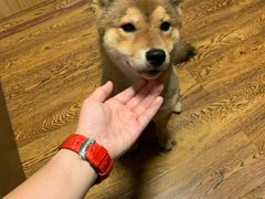 -柴务处·柴犬主题狗咖