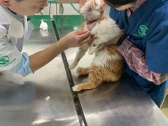 -瑞派动物医院·猫专科·至诚(江南中分院)