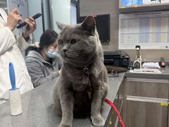 -宠颐生斯嘉宠物医院·急重症·心内科(谷阳北路分院)