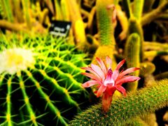 -深圳仙湖植物园