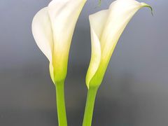 -双季花艺园艺市场(浦东店)