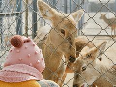 -长白岛森林公园