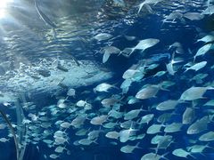 -上海海洋水族馆