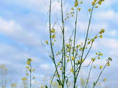 -光明小镇欢乐田园
