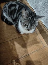 -小部落•刺青•穿孔饰品•海娜纹身