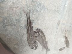 -中国第四纪冰川遗迹陈列馆