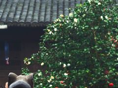 -峨眉山报国寺