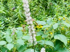 -峡谷浮石林景区