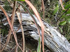 -广州白江湖森林公园