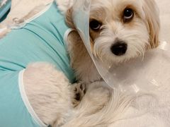 -北京观赏动物医院·24小时大型综合·猫专科·异宠专科