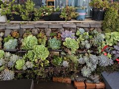 -野菌皇海景野生菌火锅(滨海大道店)