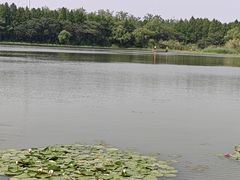 -溱湖国家湿地公园