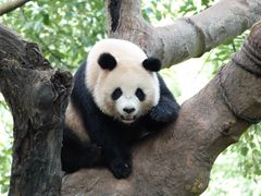 -都江堰中华大熊猫苑