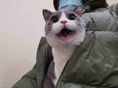 -萌兽医馆·犬猫专科·眼科中心·宠物医院(朝阳门分院)