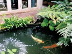 -Fern Forest Cafe