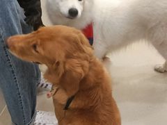 -共舞时光猫咖·狗咖(新街口店)