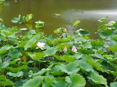 -梅林春晓花园餐厅