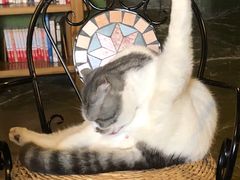 -猫猫幼稚园·撸猫·桌游·电玩
