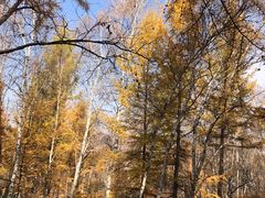 -塞罕坝国家级自然保护区