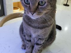 -喵园·猫主题咖啡厅·撸猫·猫咖(国贸店)