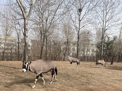 -大连森林动物园