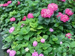 -谷咖啡·鲜花绿植花园餐厅